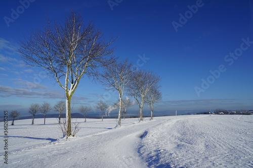 snow covered trees