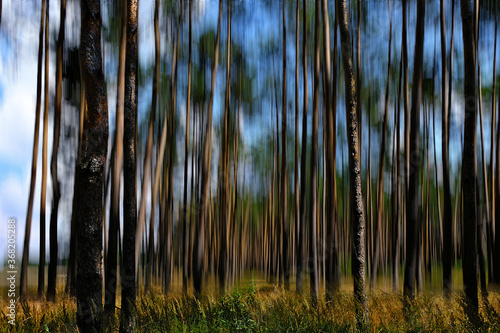 Fototapeta Naklejka Na Ścianę i Meble -  Mały lasek letnią porą
