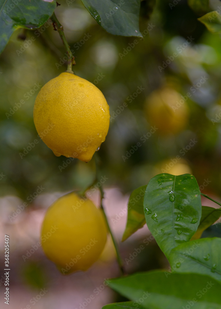 Limones, en el árbol, pendientes de recolección. Valencia. España. Europa