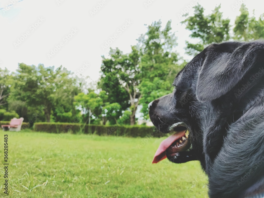 black labrador retriever