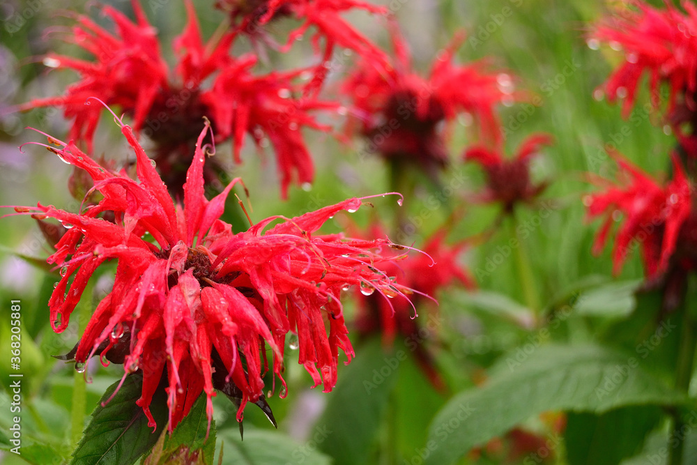 Summer rainy floral background of flowering ornamental herbaceous perennial Monarda didyma close-up.