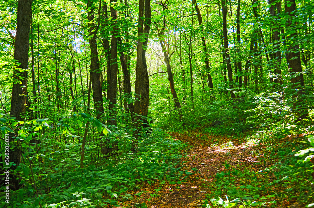 Walking paths in the forest for running. Walking paths in the forest for running.
