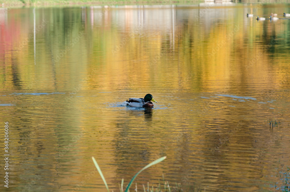 Beautiful wild ducks swimming on the lake, Beautiful wild ducks swimming on the lake,