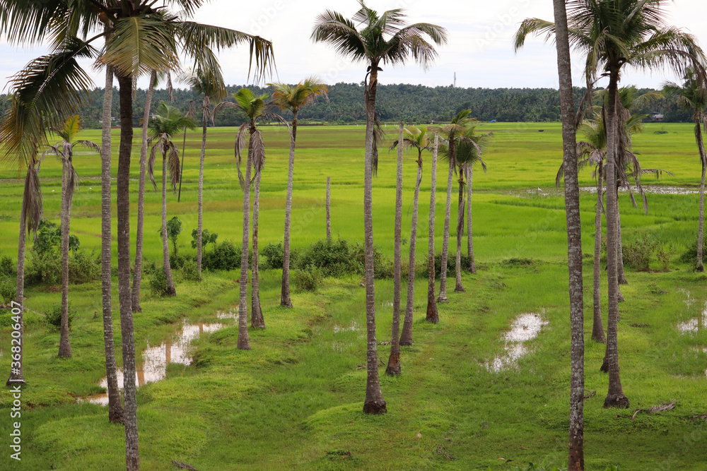 Lots of coconut trees in farming field Lots of coconut trees in farming field