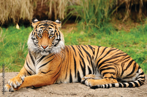 Fototapeta Portrait of a Royal Bengal Tiger alert and Staring at the Camera