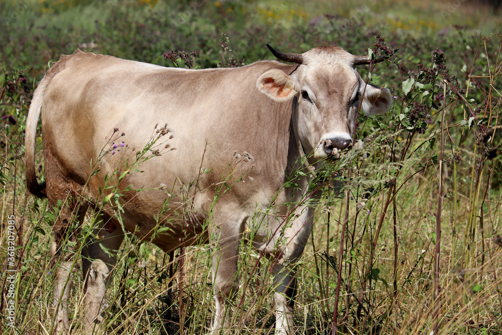 Cow grazing on a summer pasture, eating grass. Rural landscape, dairy farming Cow grazing on a summer pasture, eating grass. Rural landscape, dairy farming