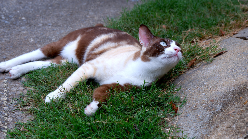 Cute Brown cat sleeping on tha grass