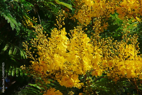 Peltoforum yellow flowers.