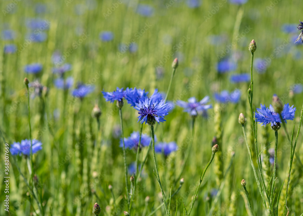 blue cornflowers in a cereal field, wallpapers, cornflower flowers background blue cornflowers in a cereal field, wallpapers, cornflower flowers background