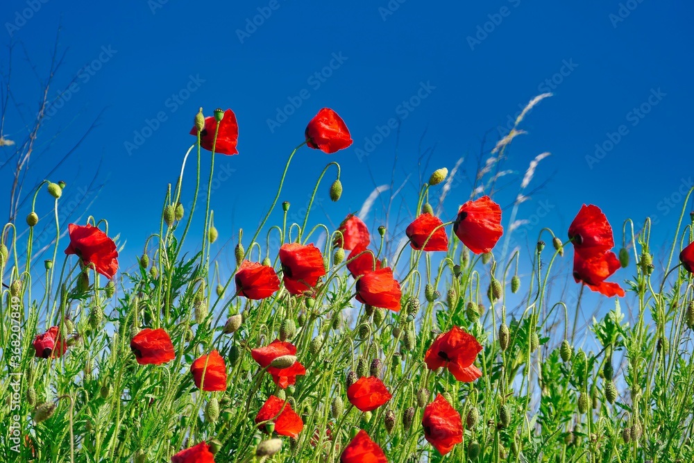 Obraz premium red poppy flowers