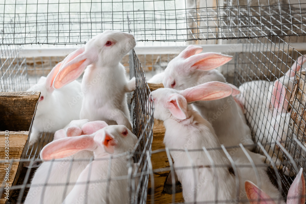 white rabbits in metal cages in a rabbit farm Stock Photo | Adobe Stock