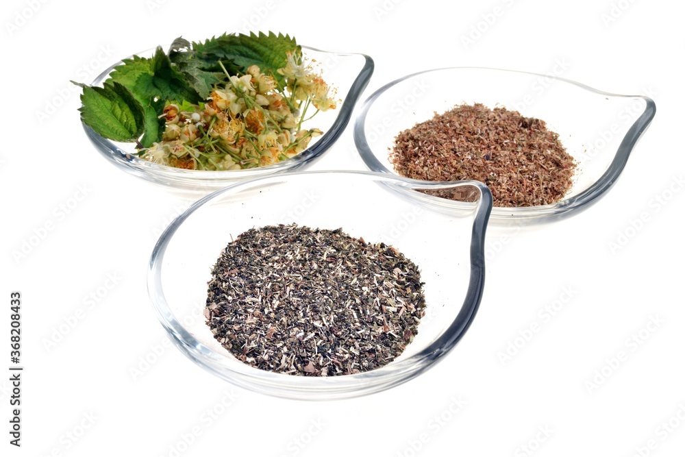 Fresh healthy and dried linden and nettle plant isolated Fresh healthy and dried linden and nettle plant isolated