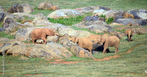Photography two elephants communicating on a safari