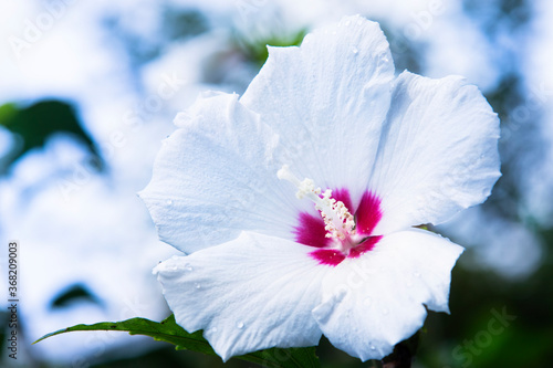 White Rose of Sharon after the rain