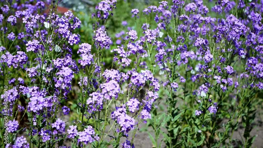 Cabbage butterflies sitting on lilac blue flowers. White butterflies fly near Hesperis matronalis Dame's Rocket Cabbage butterflies sitting on lilac blue flowers. White butterflies fly near Hesperis matronalis Dame's Rocket