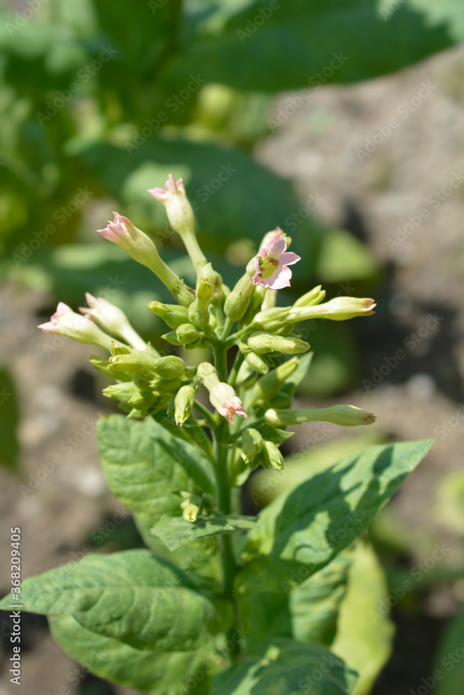 Cultivated tobacco Cultivated tobacco