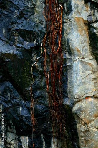 Ancient tree roots along with the rocks
