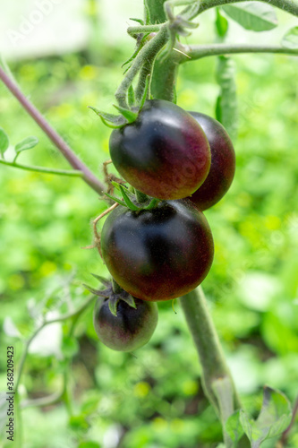 A bunch of black cherry tomatoes in a greenhouse. Agriculture, farmer summer season