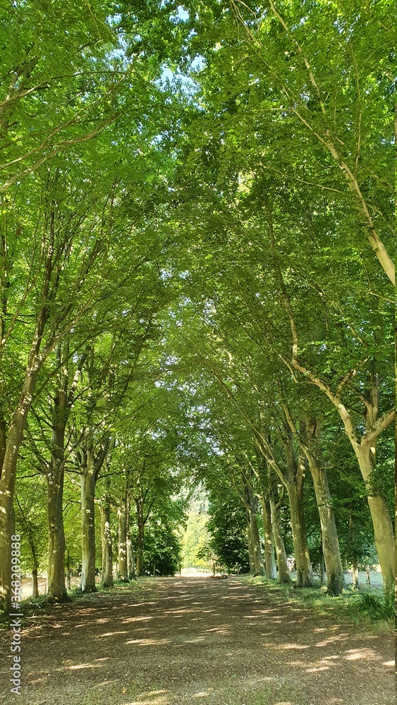 Fototapeta premium footpath in the forest