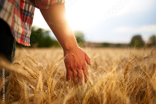 Farmer touching ripe wheat ears with hand walking in a cereal golden field on sunset. Agronomist in flannel shirt examining crop before harvesting on sunrise. Sun flares. Organic farming concept.