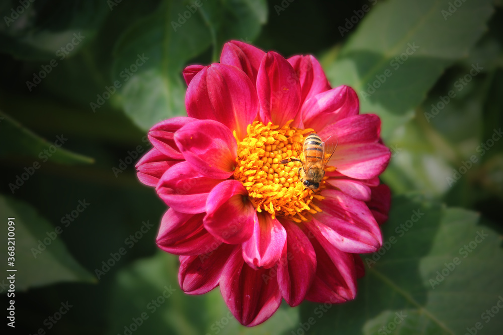 Honey bee on red dahlia blossom surrounded by leaves Honey bee on red dahlia blossom surrounded by leaves