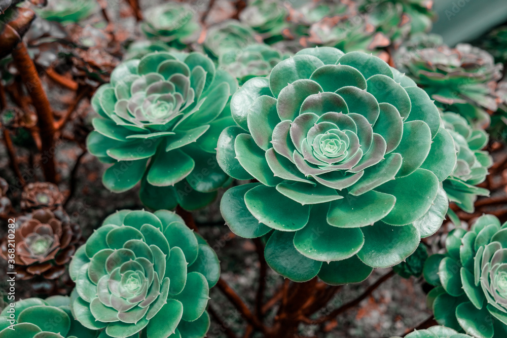Aeonium, the tree houseleeks, is a genus of about 35 species of succulent, subtropical plants of the family Crassulaceae. Many species are popular in horticulture. Aeonium, the tree houseleeks, is a genus of about 35 species of succulent, subtropical plants of the family Crassulaceae. Many species are popular in horticulture.