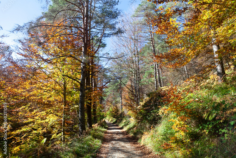 Camino en medio de un bosque con las copas de los árboles de muchos ...