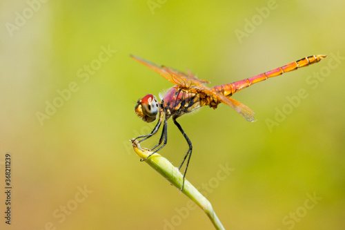 Trithemis annulata, commonly known as the violet dropwing, violet-marked darter, dragonfly waiting for its prey, Barcelona, Spain.
