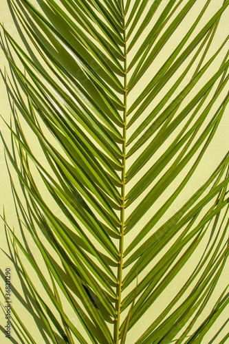 Palm leaf on green background