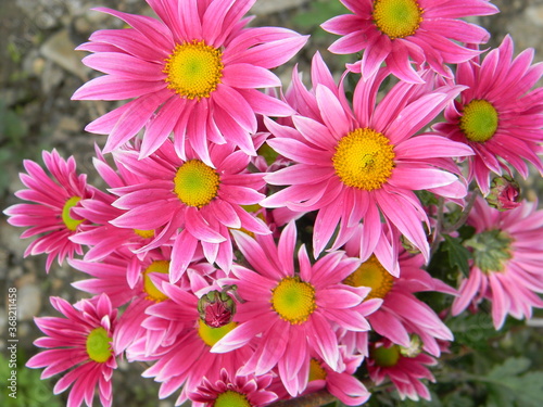 Pink purple chrysanthemum flowers on green garden background. Colorful pink purple chrysanthemum pattern in flowers park. Cluster of pink purple chrysanthemum flowers. Vivid autumn fall plants in farm