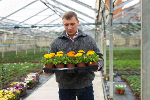 Positive greenhouse owner carrying tray with colorful blooming polypetal marigold ..