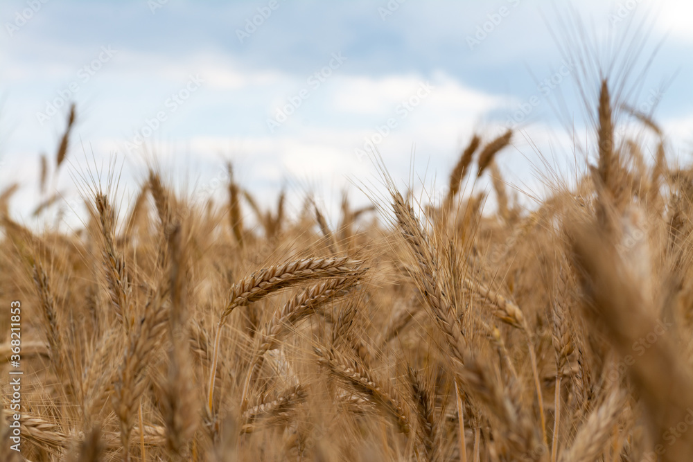 Fototapeta premium golden corn on a field farm plantation country panorama