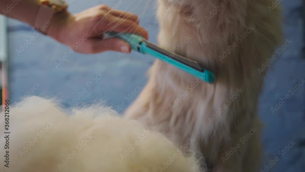 Peach cat brushed in grooming salon Peach cat brushed in grooming salon