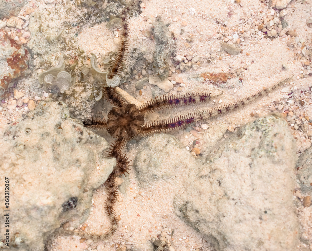 Phylum Echinodermata Brittle Star
