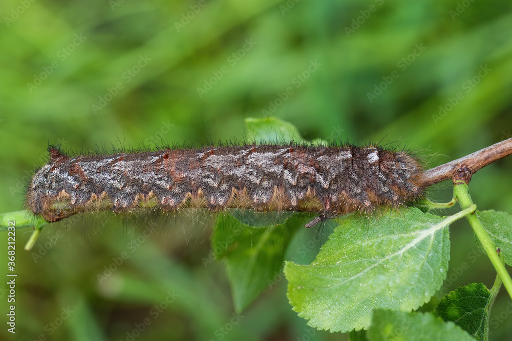 Lappet - Gastropacha quercifolia, special unique looking moth from Euroasian woodlands, Zlin, Czech Republic.