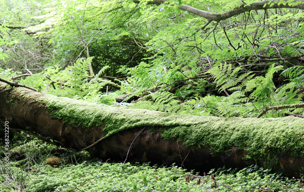 green moss on an old tree in summer green moss on an old tree in summer