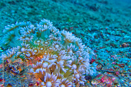 Daisy Coral, Stony coral, Goniopora, Lembeh, North Sulawesi, Indonesia, Asia photo