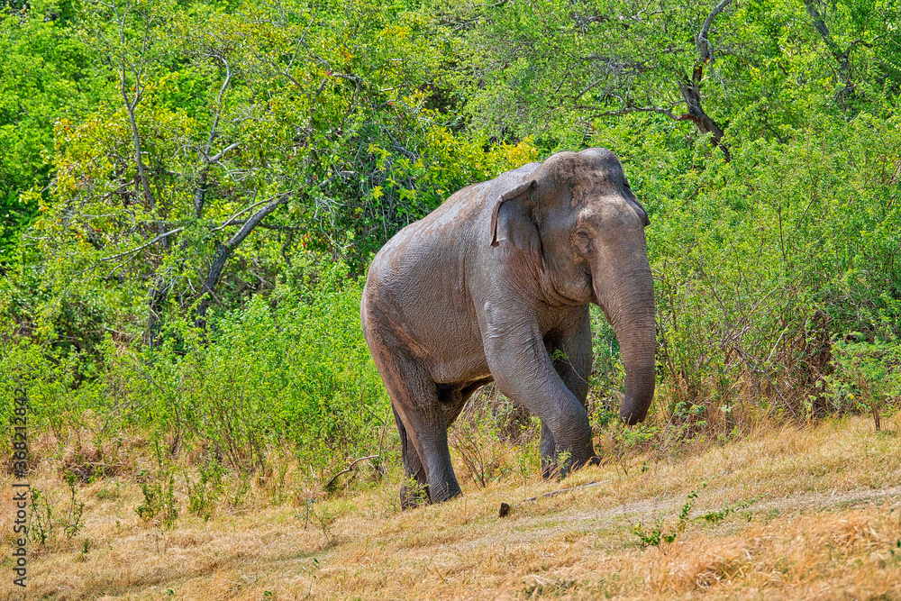 Sri Lankan Elephant, Elephas maximus maximus, Kaudulla National Park, Sri Lanka, Asia