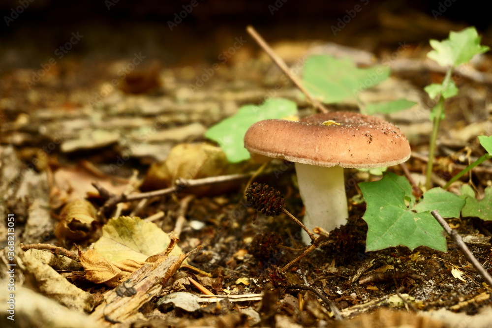 mushroom in the forest mushroom in the forest
