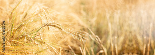 Barley field. Beards of golden barley close up. Beautiful rural landscape. Background of ripening ears of meadow barley field. Rich harvest concept