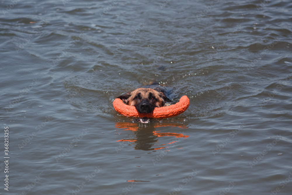 German shepherd swims in a pond and plays with a toy. Sheepdog bathes in the lake, in the river. The dog's head is sticking out of the water, and it is holding a toy in its mouth.