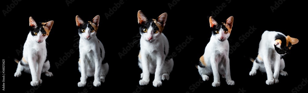 Portrait of Three colored  kitten looking at camera on isolated black background, front view