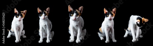 Portrait of Three colored kitten looking at camera on isolated black background, front view