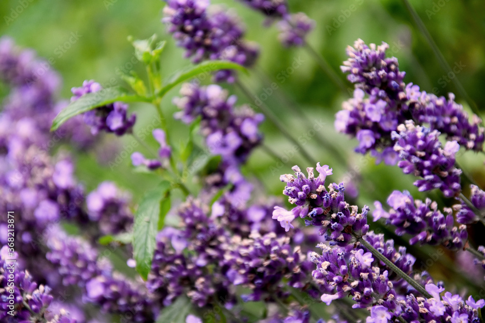 Beautiful fresh purple lavender plant stock images. Summer floral background. Flower bed with lavender images. Fragrant floral background