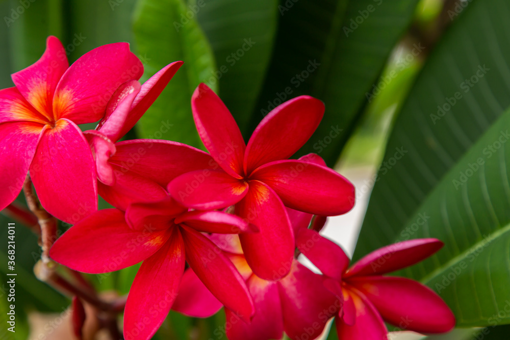 Hot pink Plumeria flowers or Frangipani flowers in a peaceful temple. They're beautifully blooming, refreshing and have a nice aroma. They tend to grow in temples and called Temple tree. Thailand
