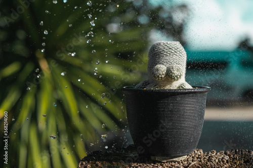 Cactus Mammillaria A cute tree shaped like a spider.