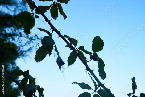 Wild bush with thorns in the light with blue sky background. Concept suffering, loneliness, bitterness, contempt,