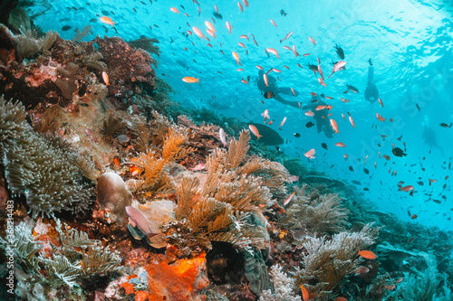 Fototapeta Naklejka Na Ścianę i Meble -  Scuba divers swimming over colorful coral reef formations surrounded by small tropical fish