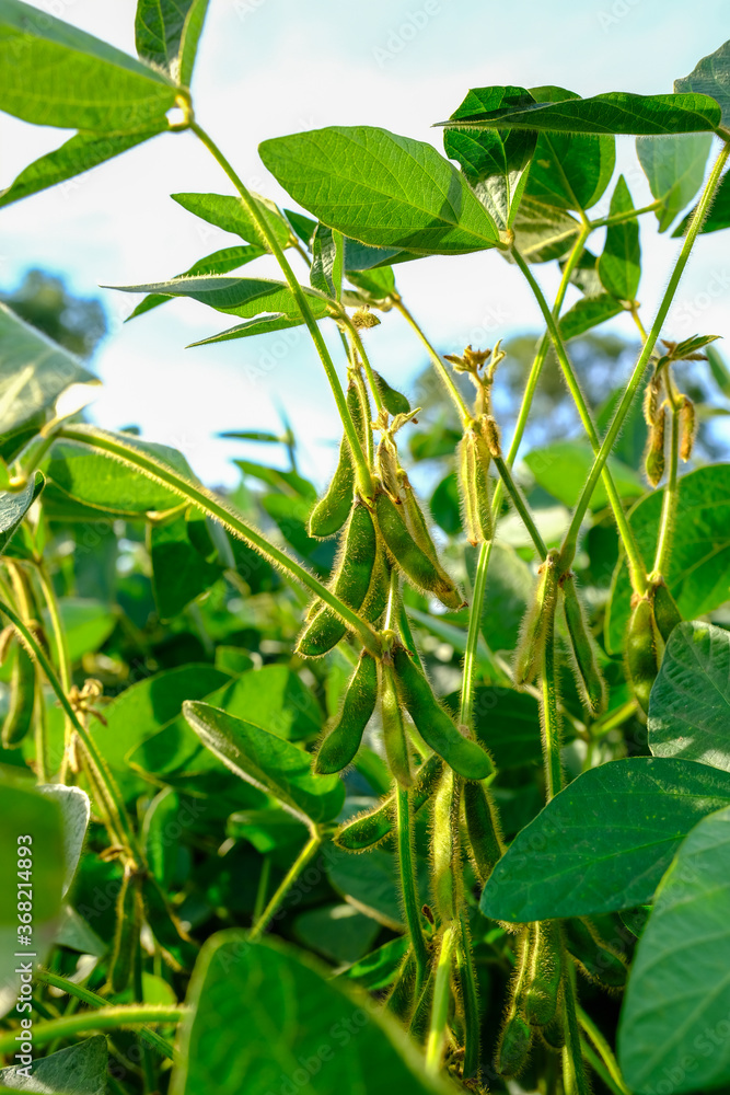 Obraz premium Young green unripe soybean pods on the stem of plant in a soybean field