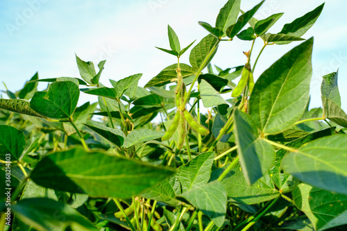 Young green unripe soybean pods on the stem of plant in a soybean field